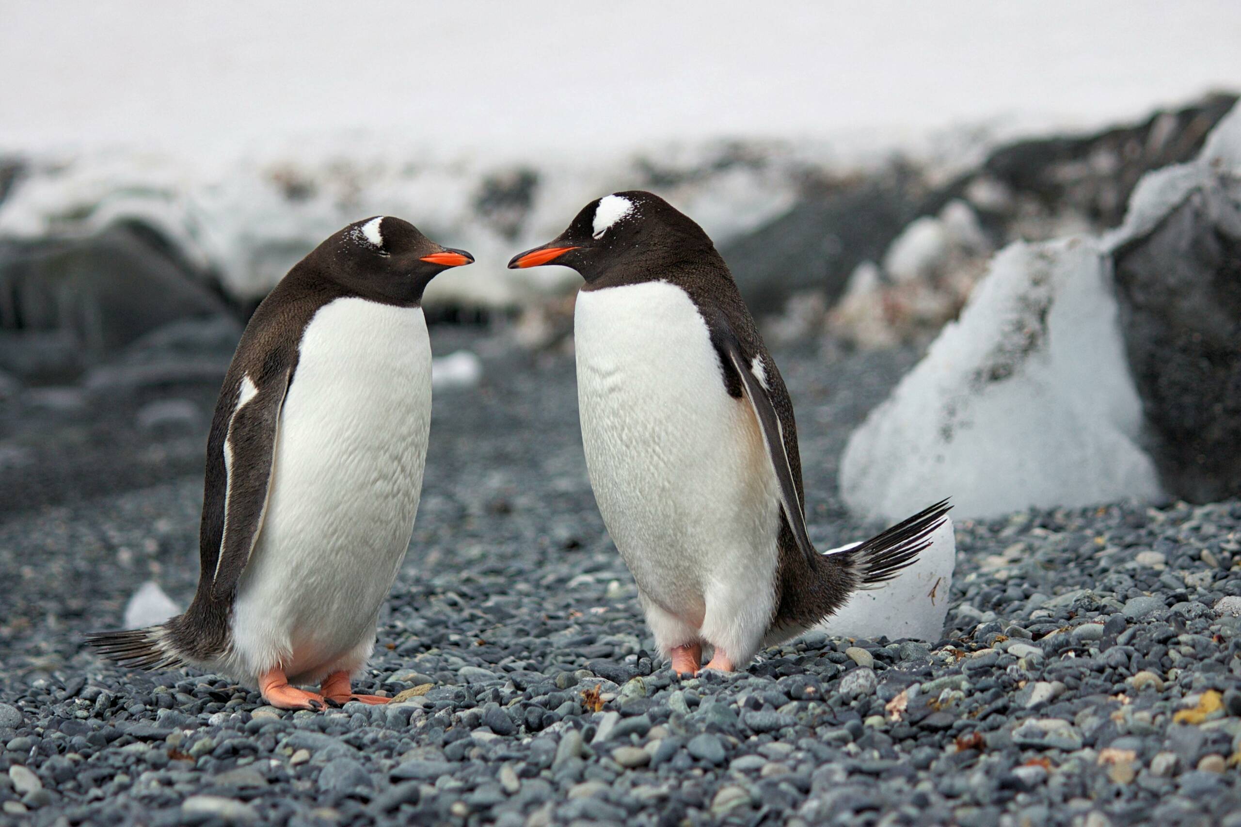 Antarctic Peninsula glaciers and penguins